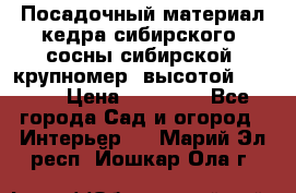 Посадочный материал кедра сибирского (сосны сибирской) крупномер, высотой 3-3.5  › Цена ­ 19 800 - Все города Сад и огород » Интерьер   . Марий Эл респ.,Йошкар-Ола г.